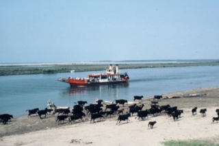  Cerca de las orillas de la Camarga 